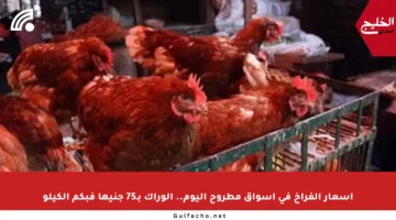 أسعار الفراخ في أسواق مطروح اليوم.. الوراك بـ75 جنيها فبكم الكيلو